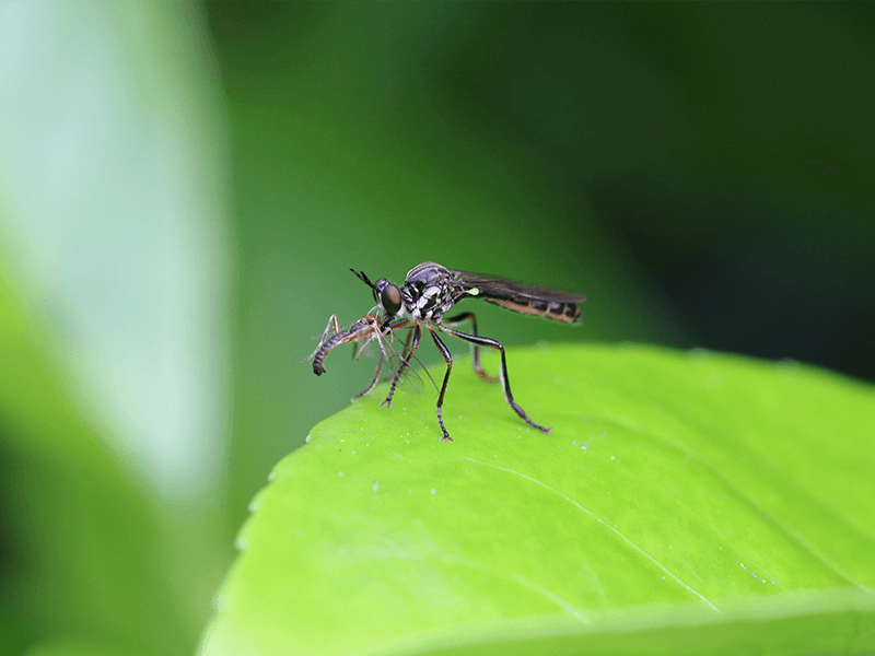 Un Tercio de los Bebes Nacidos de Madres Infectadas con Zika Desarrollan Anomalias