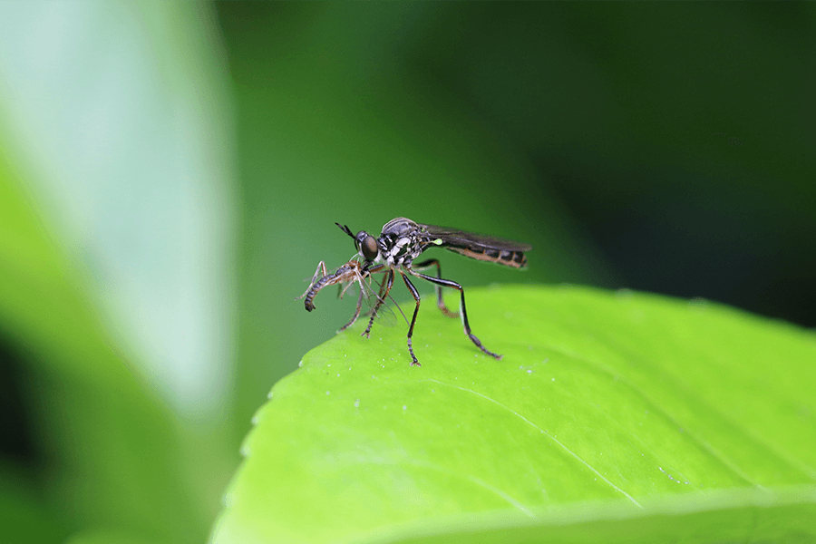 Un Tercio de los Bebes Nacidos de Madres Infectadas con Zika Desarrollan Anomalias