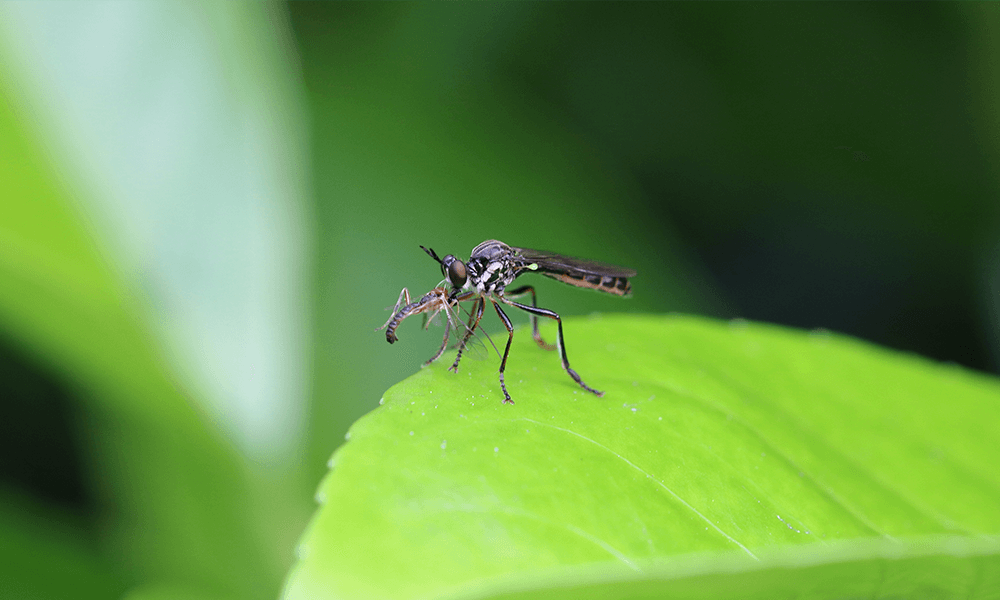 Un Tercio de los Bebés Nacidos de Madres Infectadas con Zika Desarrollan Anomalías